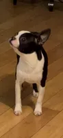 Ladybug , a female Boston Terrier for sale in Napa, CA – Photo 4 of 4