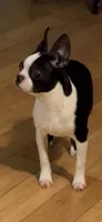 Ladybug , a female Boston Terrier for sale in Napa, CA – Photo 3 of 4