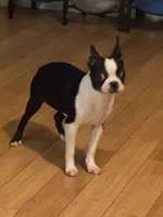 Ladybug , a female Boston Terrier for sale in Napa, CA – Photo 2 of 4