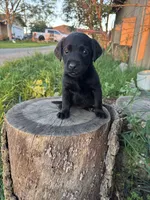 Sweet pea , a female Labrador Retriever for sale in Napa, CA – Photo 1 of 2