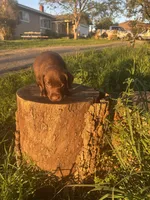 Buster , a male Labrador Retriever for sale in Napa, CA – Photo 2 of 2