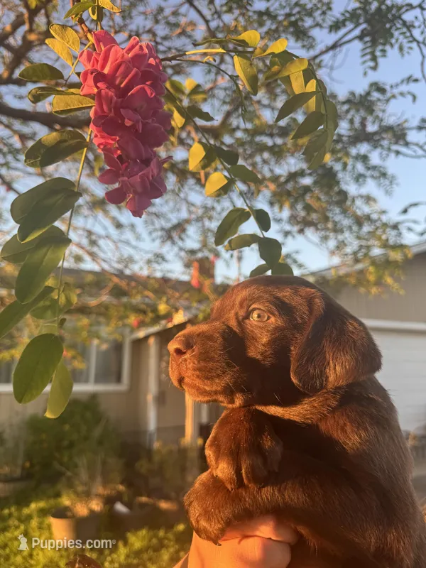 Buster  – Labrador Retriever puppy for sale in Napa, CA