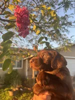 Buster , a male Labrador Retriever for sale in Napa, CA – Photo 1 of 2