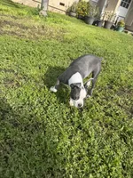 Balu, a male Boston Terrier for sale in Napa, CA – Photo 3 of 4