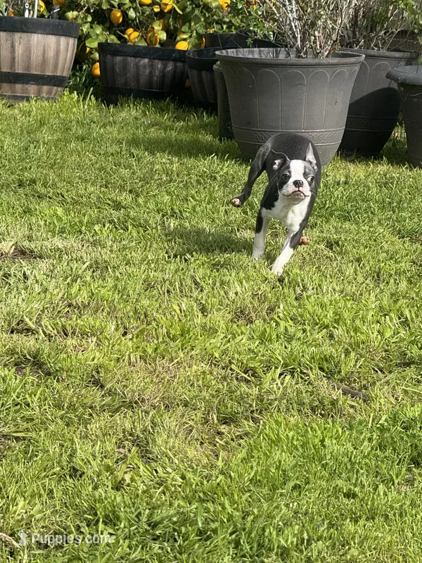 Balu, a male Boston Terrier for sale in Napa, CA – Photo 1 of 4