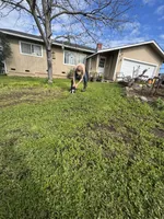 Balu, a male Boston Terrier for sale in Napa, CA – Photo 2 of 4