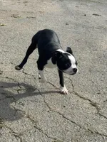 Hunk , a male Boston Terrier for sale in Napa, CA – Photo 1 of 5
