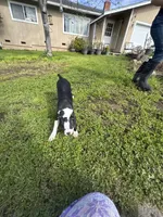 Hunk , a male Boston Terrier for sale in Napa, CA – Photo 2 of 5