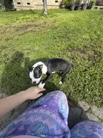 Hunk , a male Boston Terrier for sale in Napa, CA – Photo 3 of 5