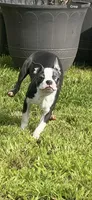 Hunk , a male Boston Terrier for sale in Napa, CA – Photo 5 of 5