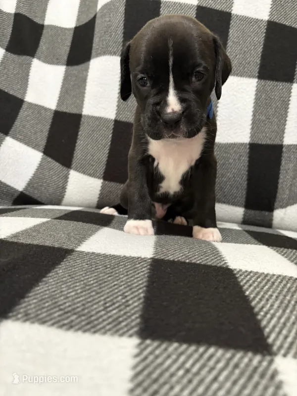 Shilo  – Boxer puppy for sale in Marshall, NC