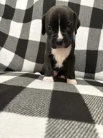 Shilo , a male Boxer for sale in Marshall, NC – 1 of 6