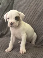 Max, a male Boxer for sale in Marshall, NC – 1 of 8