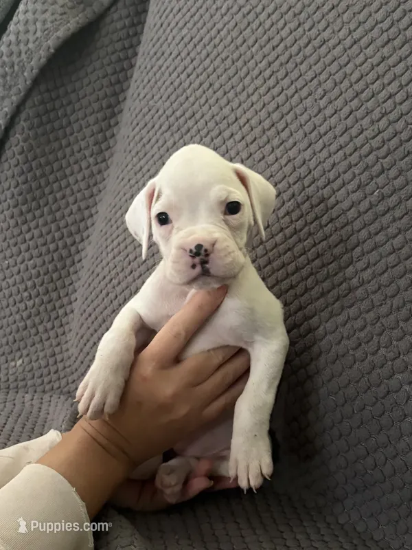 Sassy – Boxer puppy for sale in Marshall, NC