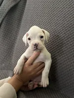 Sassy, a female Boxer for sale in Marshall, NC – 1 of 4