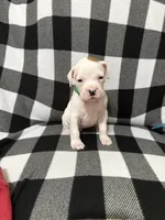 Bingo, a male Boxer for sale in Marshall, NC – 3 of 4