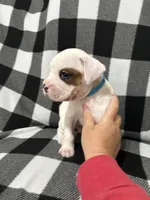 Max, a male Boxer for sale in Marshall, NC – 6 of 8