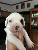 Max, a male Boxer for sale in Marshall, NC – 8 of 8