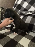 Shilo , a male Boxer for sale in Marshall, NC – 5 of 6