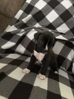 Shilo , a male Boxer for sale in Marshall, NC – 6 of 6
