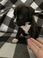 Shilo , a male Boxer for sale in Marshall, NC – 4 of 6