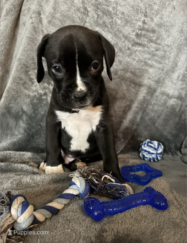 Shilo  – Boxer puppy for sale in Marshall, NC