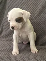 Max, a male Boxer for sale in Marshall, NC – 3 of 8