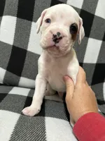Max, a male Boxer for sale in Marshall, NC – 4 of 8