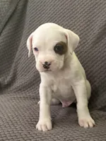 Max, a male Boxer for sale in Marshall, NC – 2 of 8