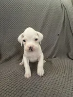 Sassy, a female Boxer for sale in Marshall, NC – 4 of 4