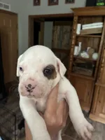 Max, a male Boxer for sale in Marshall, NC – 7 of 8