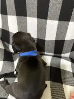 Shilo , a male Boxer for sale in Marshall, NC – 3 of 6