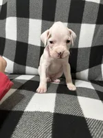 Sassy, a female Boxer for sale in Marshall, NC – 3 of 4