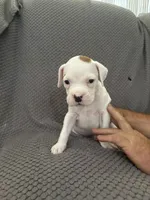 Bingo, a male Boxer for sale in Marshall, NC – 4 of 4