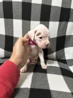 Sassy, a female Boxer for sale in Marshall, NC – 2 of 4