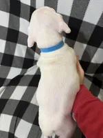 Max, a male Boxer for sale in Marshall, NC – 5 of 8