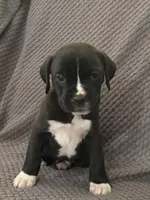 Shilo , a male Boxer for sale in Marshall, NC – 2 of 6