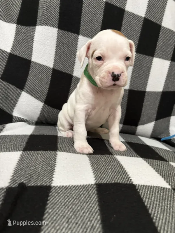 Bingo – Boxer puppy for sale in Marshall, NC