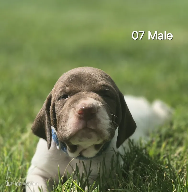 07 Male – German Shorthaired Pointer puppy for sale in Youngstown, OH