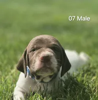 07 Male, a male German Shorthaired Pointer for sale in Youngstown, OH – 1 of 1