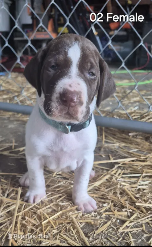 02 – German Shorthaired Pointer puppy for sale in Youngstown, OH