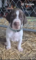 02, a female German Shorthaired Pointer for sale in Youngstown, OH – 1 of 5