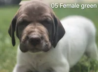 05 Female, a female German Shorthaired Pointer for sale in Youngstown, OH – 1 of 1