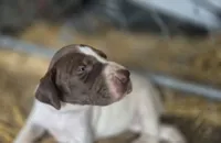 02, a female German Shorthaired Pointer for sale in Youngstown, OH – 4 of 5