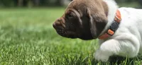 03 Female, a female German Shorthaired Pointer for sale in Youngstown, OH – 3 of 4