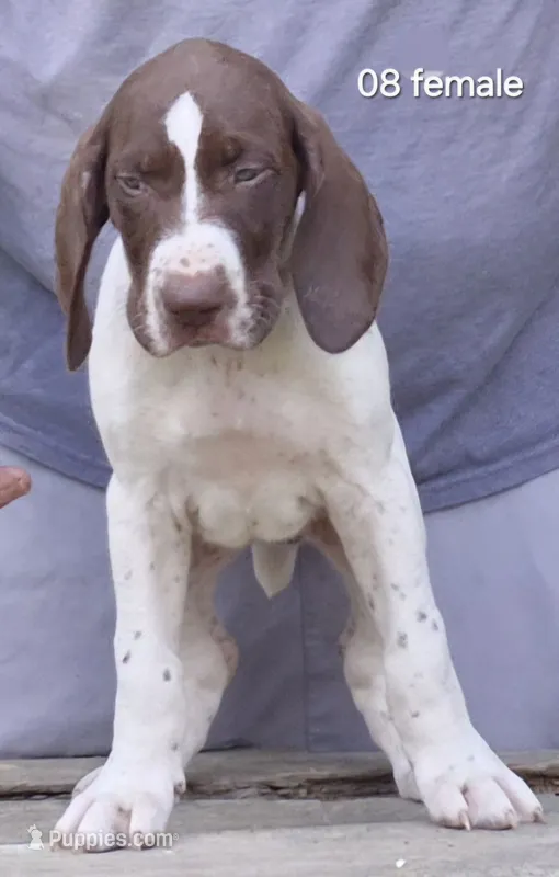 Female – German Shorthaired Pointer puppy for sale in Youngstown, OH