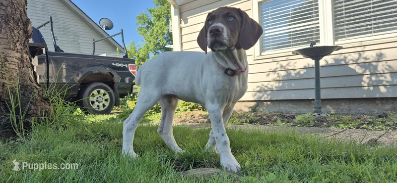 Female – German Shorthaired Pointer puppy for sale in Youngstown, OH