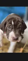 01, a female German Shorthaired Pointer for sale in Youngstown, OH – 1 of 4