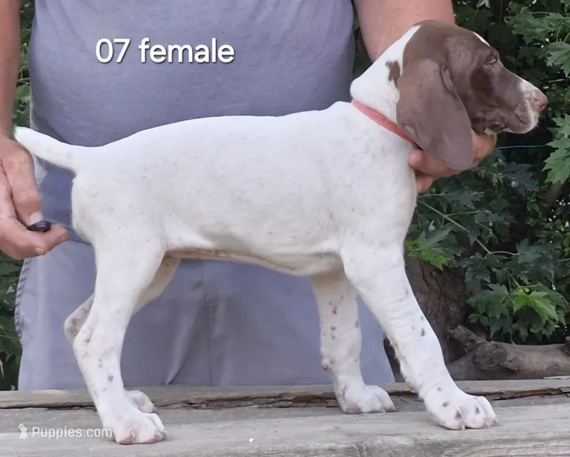 Female – German Shorthaired Pointer puppy for sale in Youngstown, OH