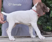 Female, a female German Shorthaired Pointer for sale in Youngstown, OH – 1 of 1